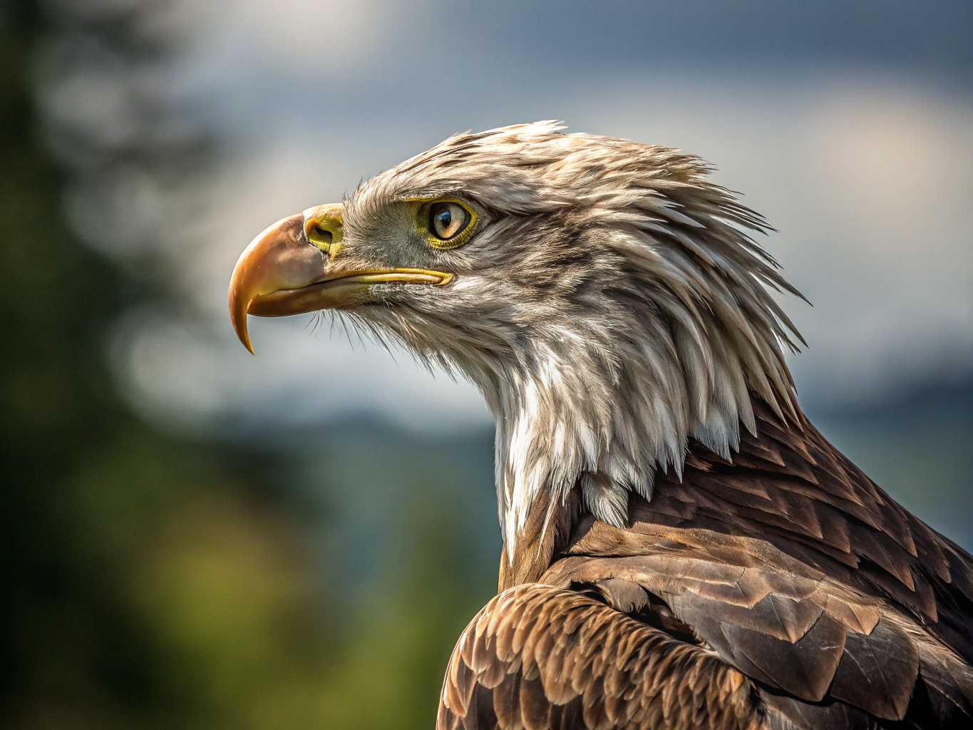 unblur-this-dawb7azvzz