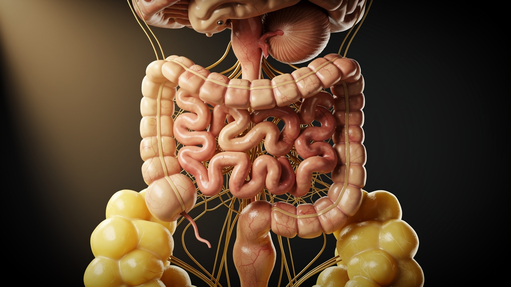 Small intestine producing OEA signaling molecules