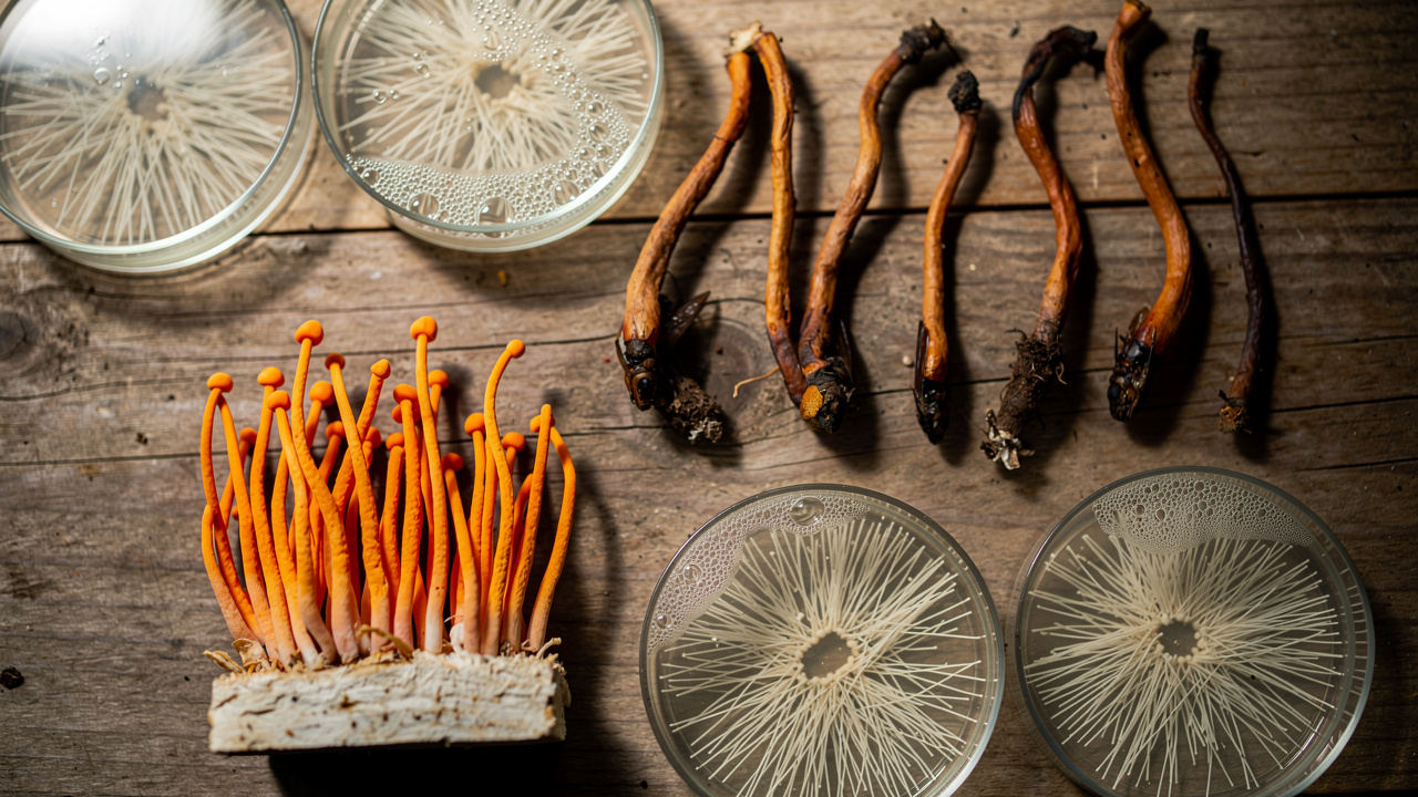 Different Cordyceps species showing distinct characteristics