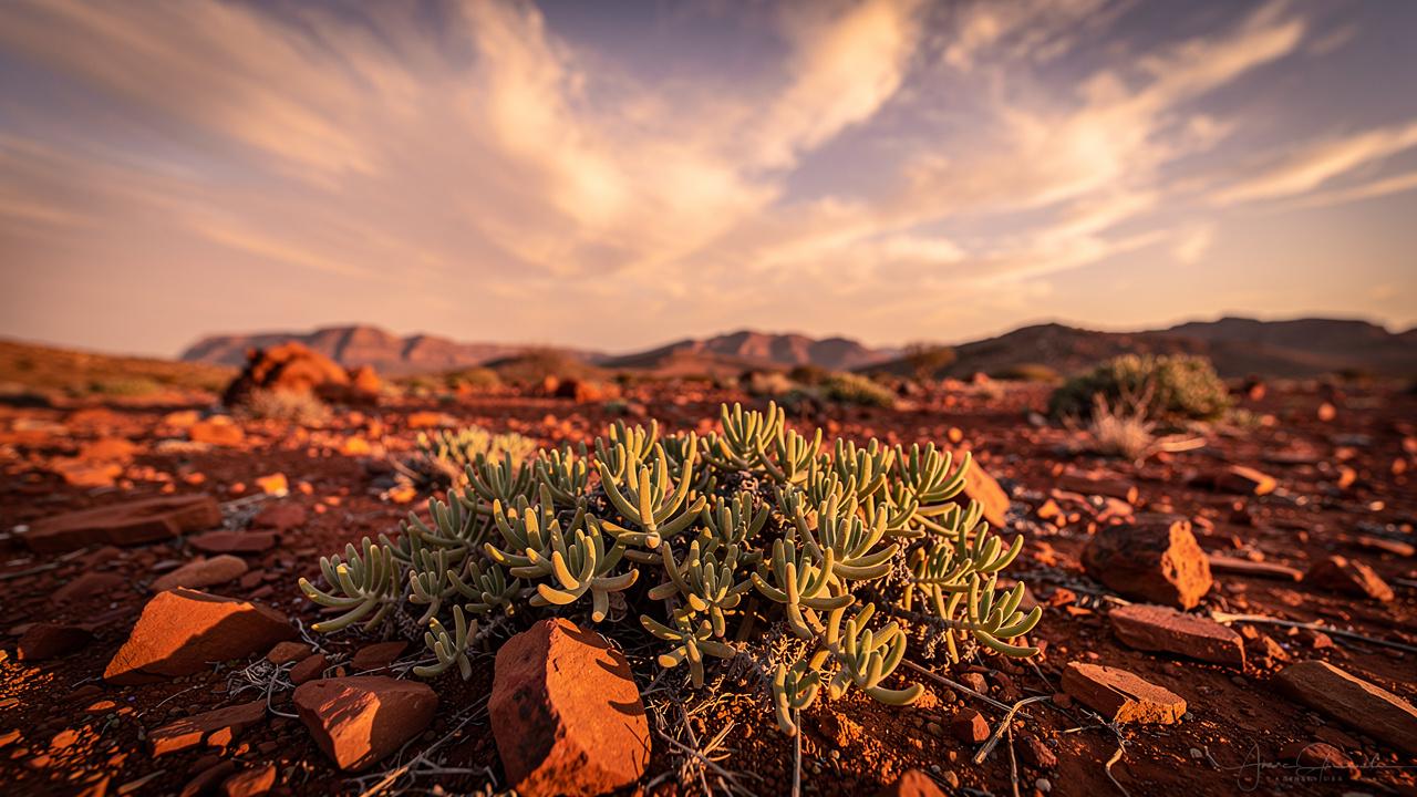 South African desert landscape where kanna grows naturally