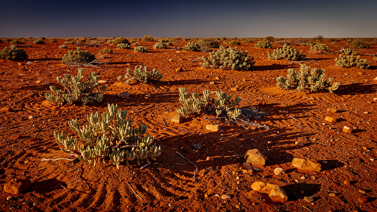South African landscape where Sceletium tortuosum naturally grows