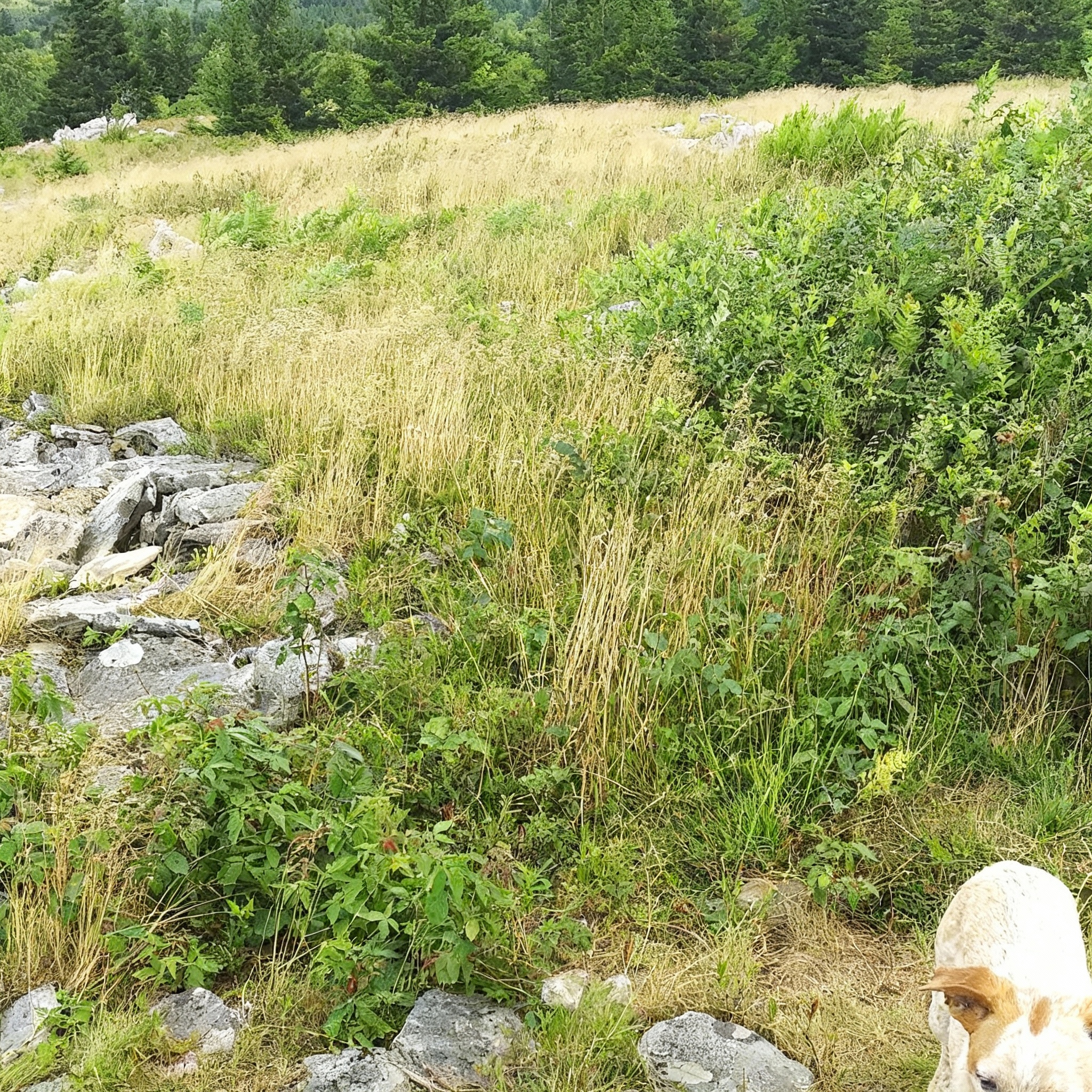 remove-clothes-nrsliqchy7