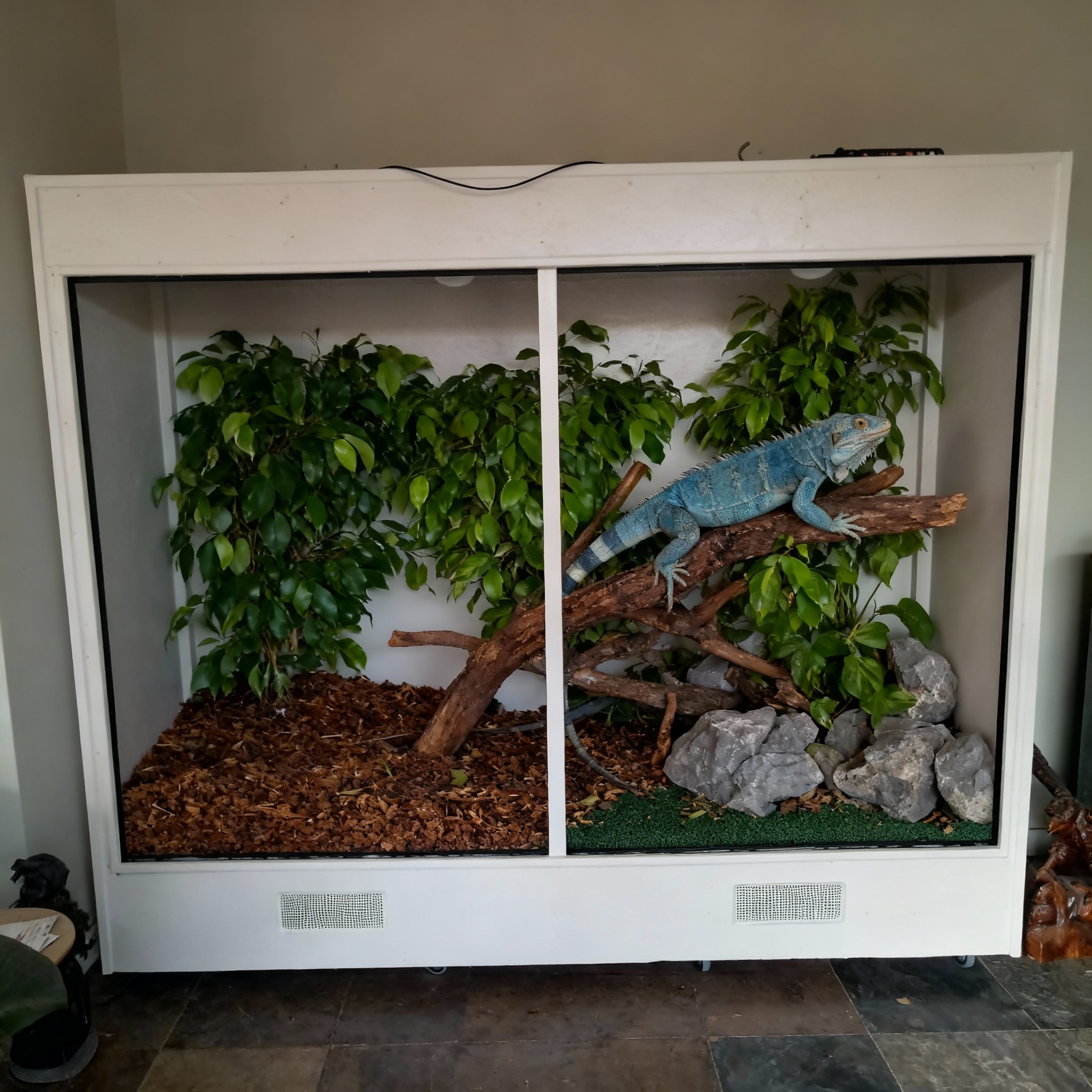 welke-kleuren-voor-terrarium-voor-een-blauwe-z07bnej94m