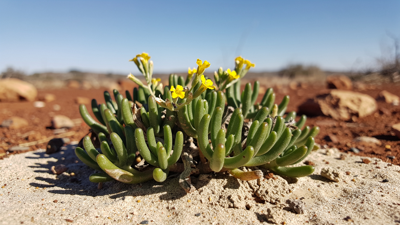 Sceletium tortuosum succulent in natural environment