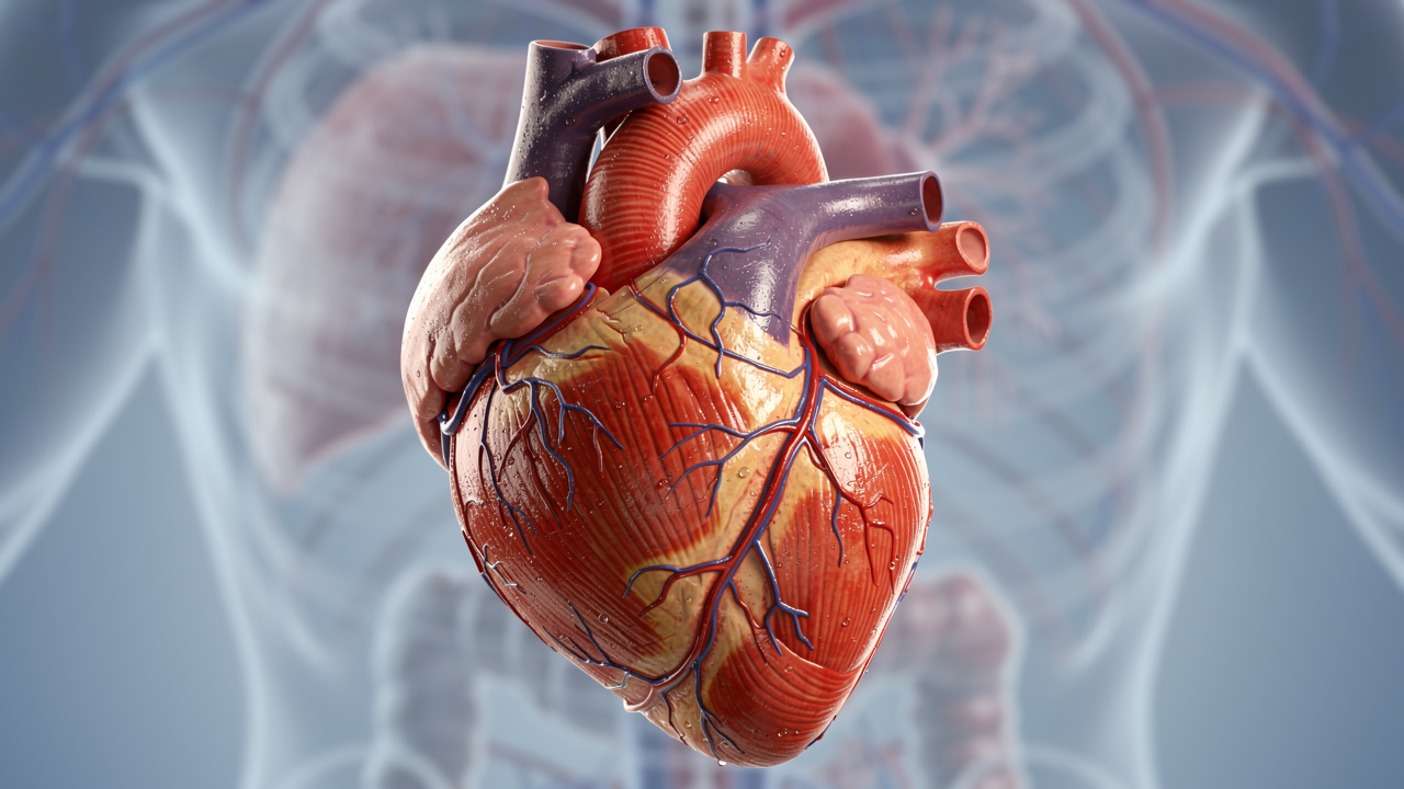 Healthy heart showing cardiovascular system during rest