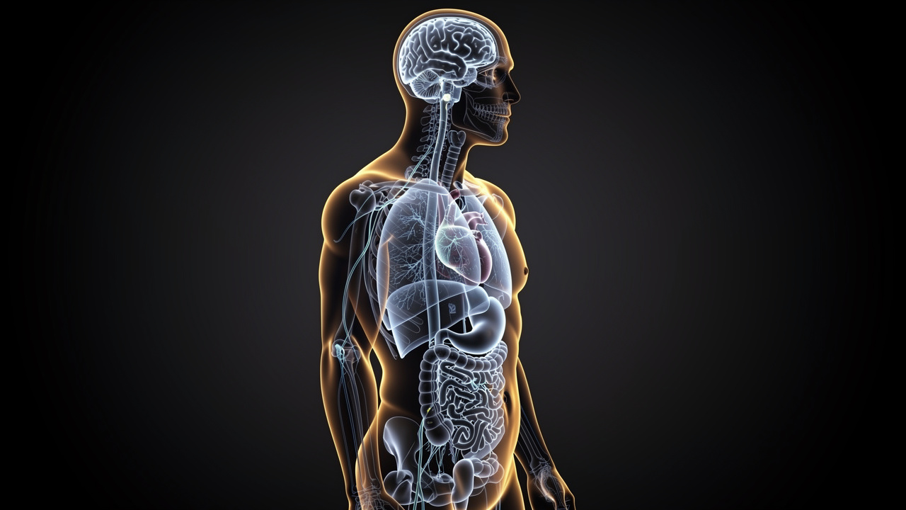 Vagus nerve connecting gut to brain for satiety