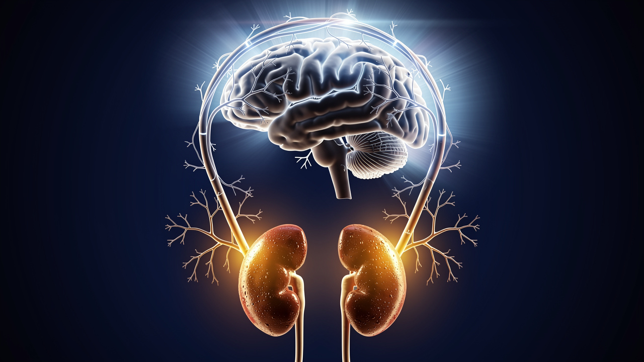 Brain and adrenal glands showing stress hormone pathway