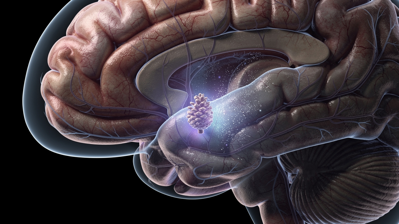 Brain visualization showing melatonin production in pineal gland