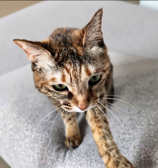 top-down-view-100percent-stylize-250-ar-11-v-6-fwdyqbadqh