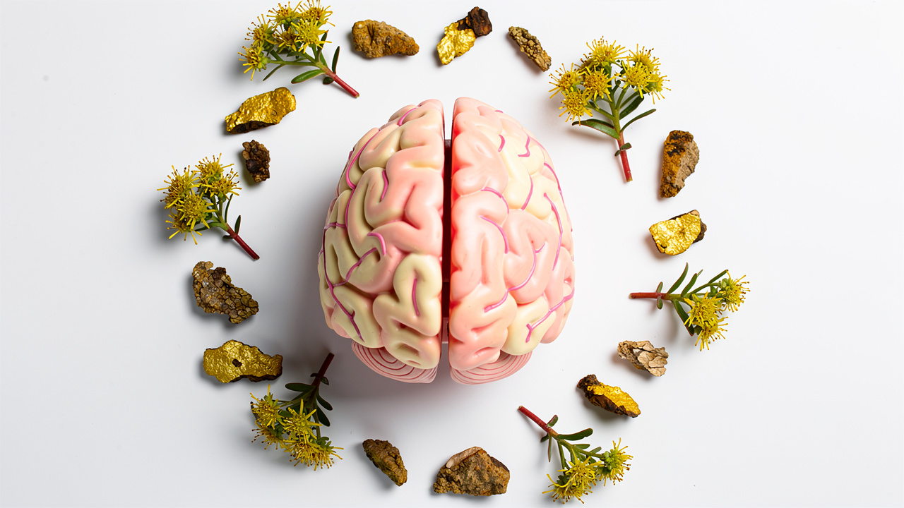 Brain model with rhodiola flowers representing cognitive support