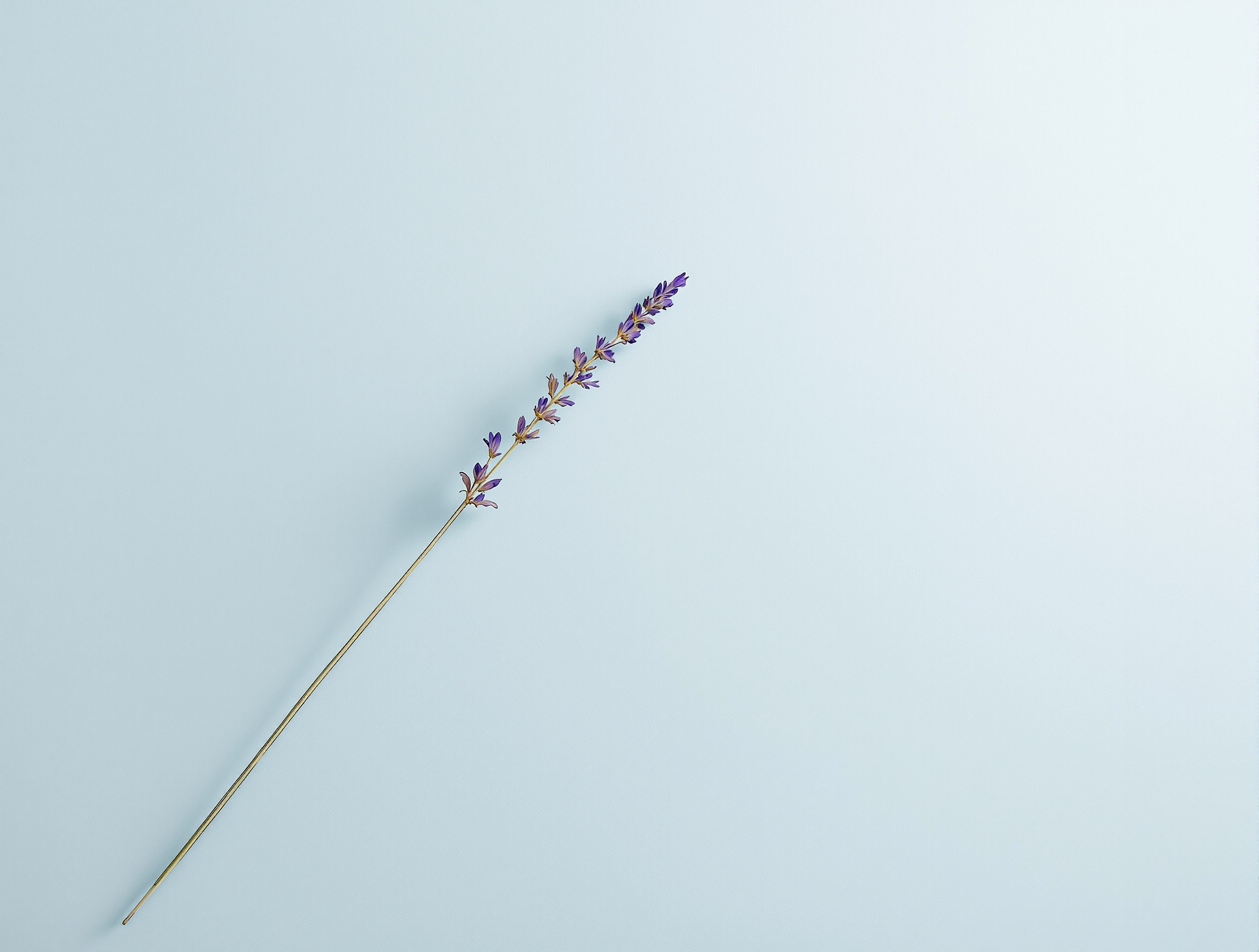 dried-lavender-stem-diagonally-placed-on-pale-sky-rpqbbj3lps