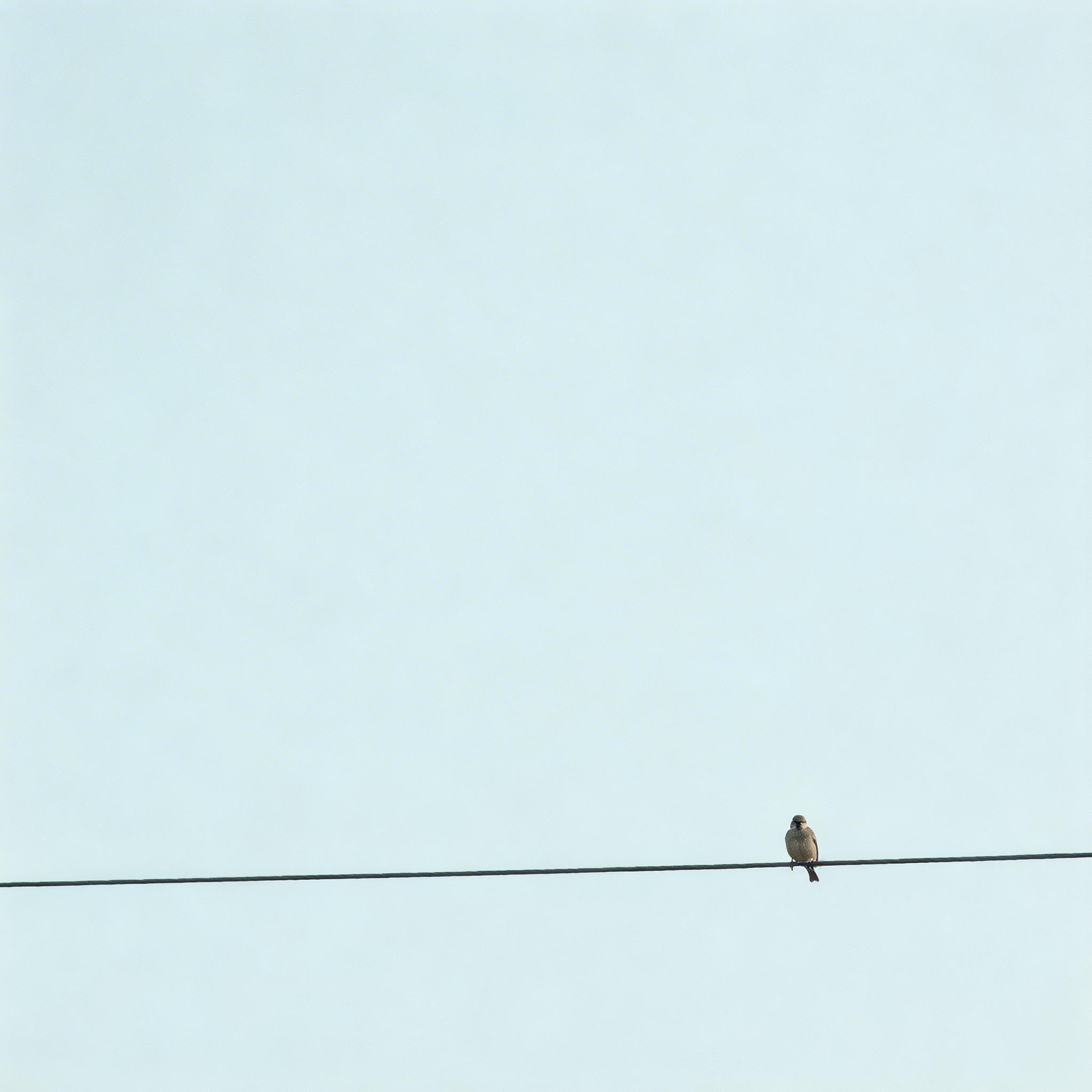 Bird on wire against vast sky