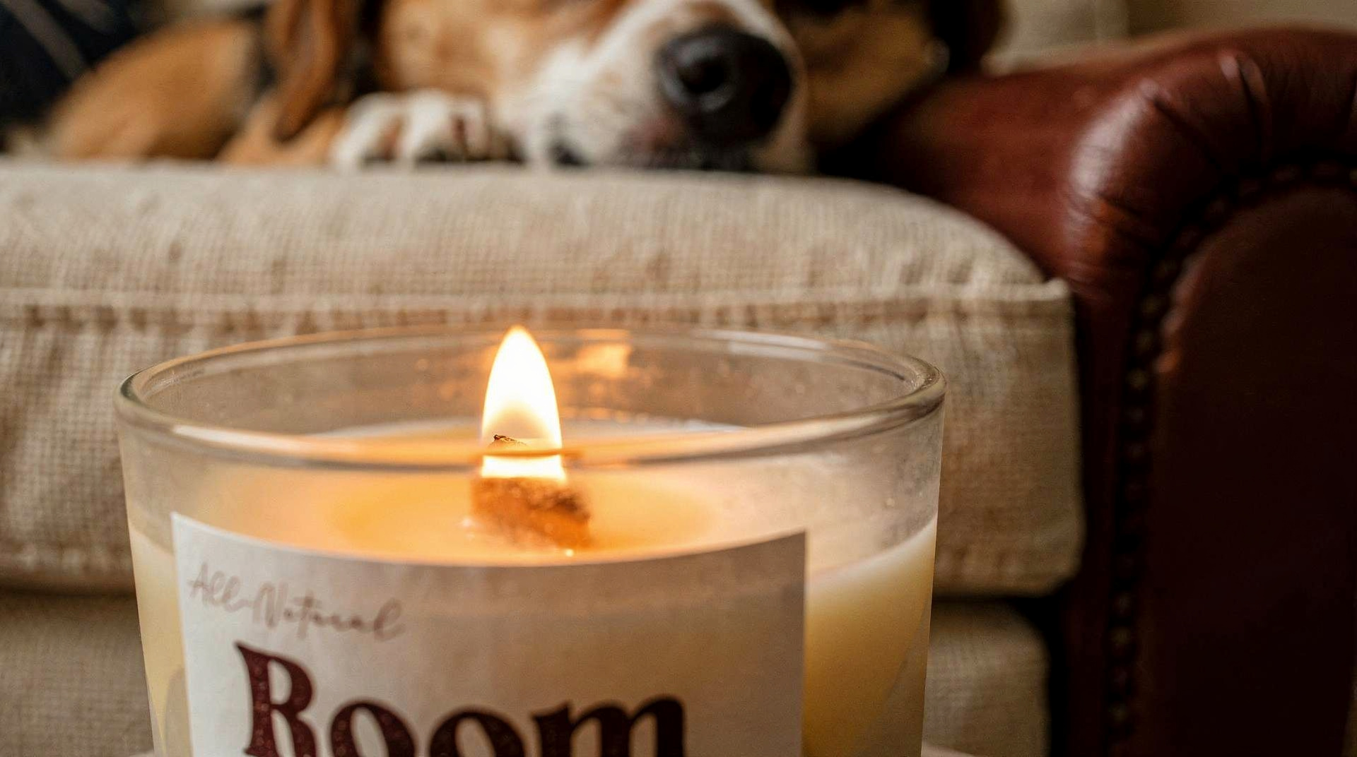 7 Best Pet-Safe Candles for Dog Owners: Toxin-Free Picks for Every Room