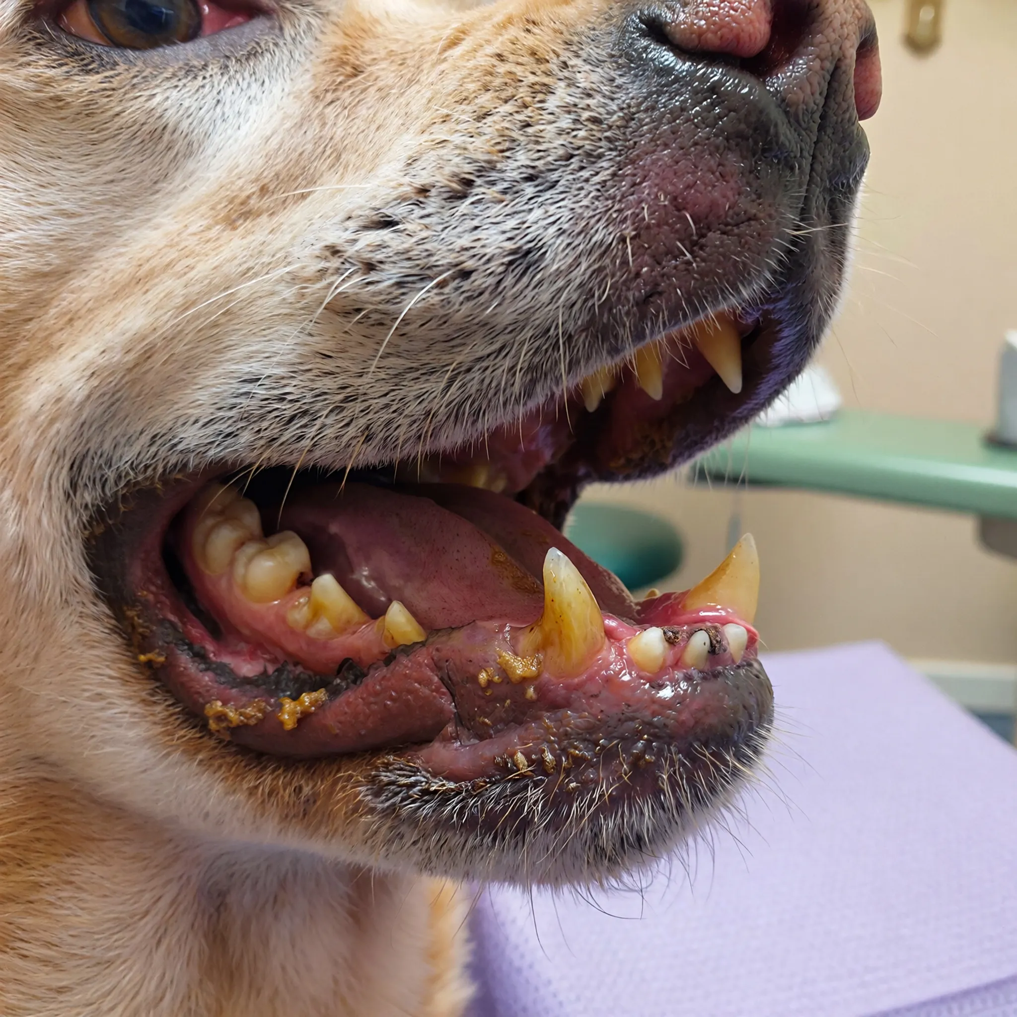 Zbliżenie na psa z zapaleniem dziąseł i kamieniem nazębnym, podkreślające znaczenie zdrowia jamy ustnej u zwierząt.