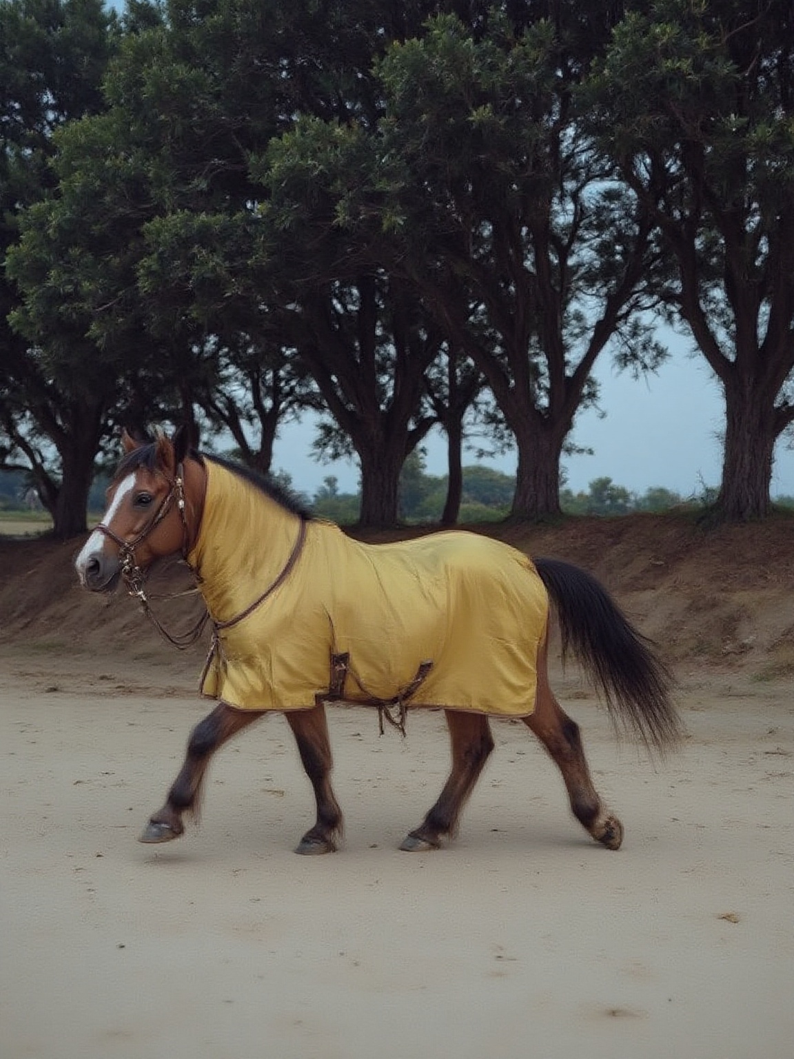 haz-que-el-chico-aga-un-caballito-52vjysdxhh