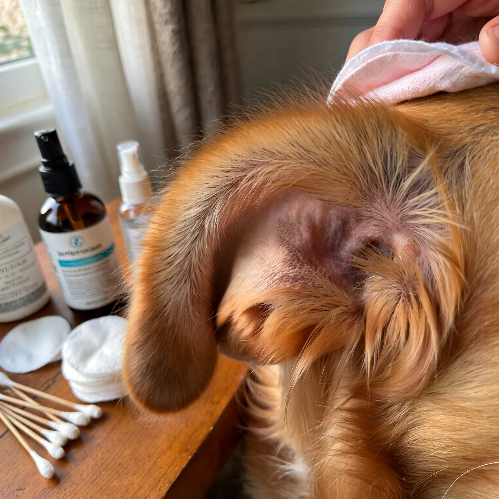 Delikatne czyszczenie ucha psa w domowym otoczeniu, z użyciem miękkiej ściereczki i produktów do pielęgnacji.