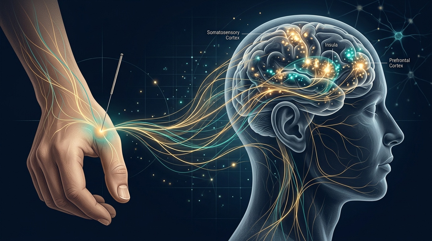 Acupuncture : ce que la neuroimagerie révèle sur ses mécanismes cérébraux — Acupuncture | ViziWell
