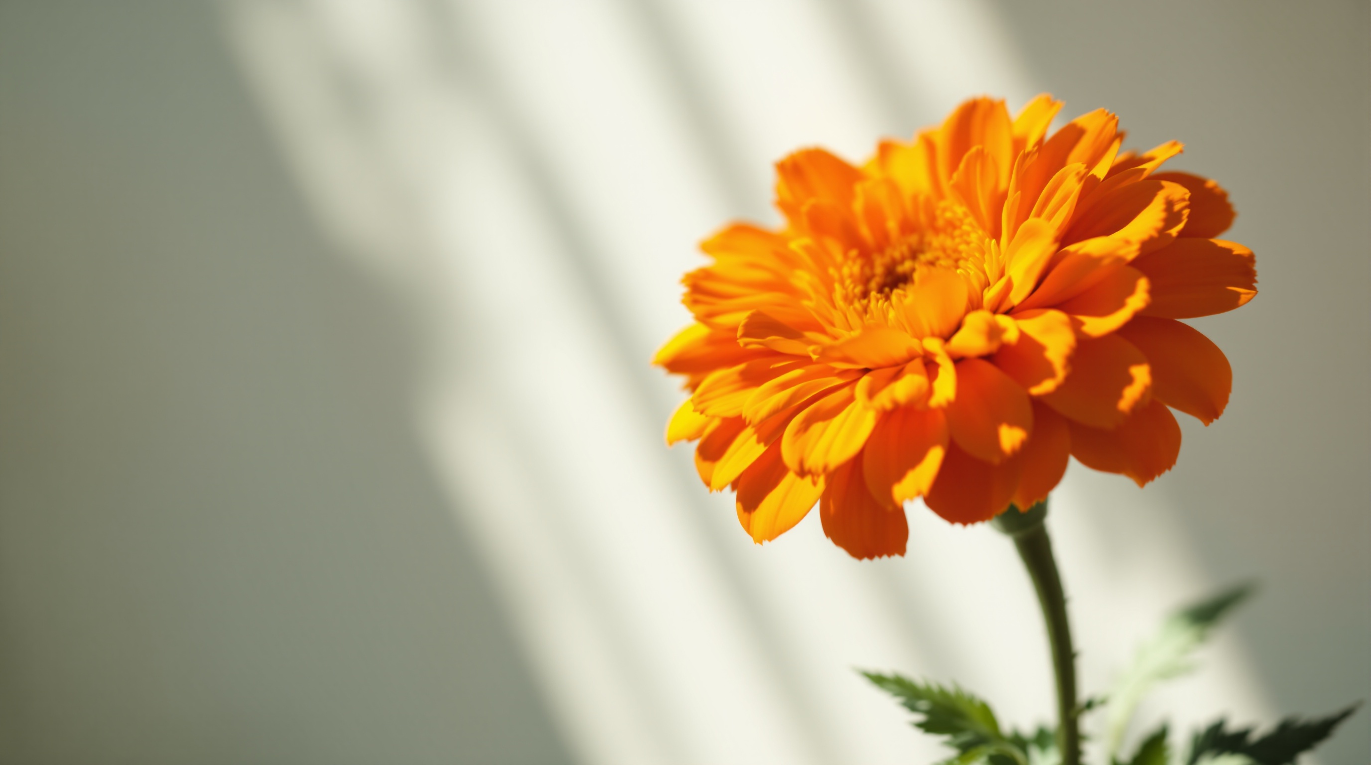 마리골드 꽃 접사, 루테인 원료, 황반 색소 건강