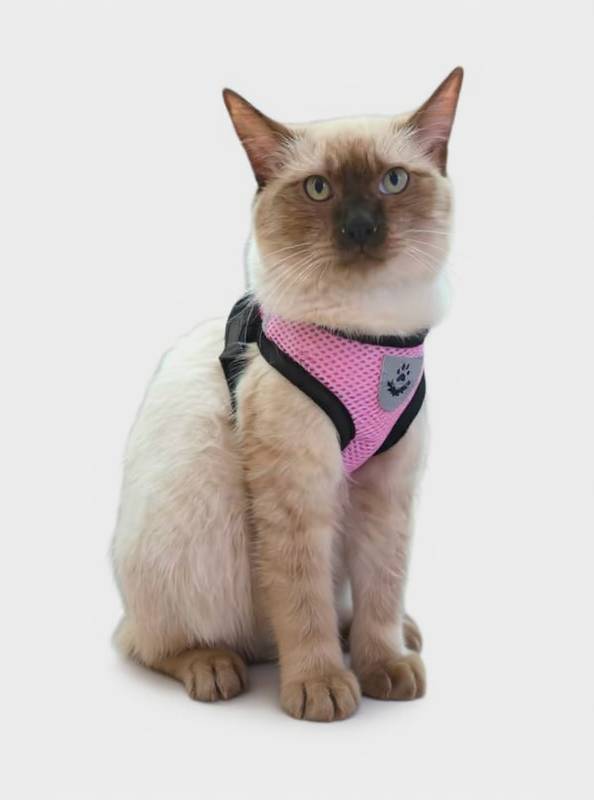 cat harness — free 3D model