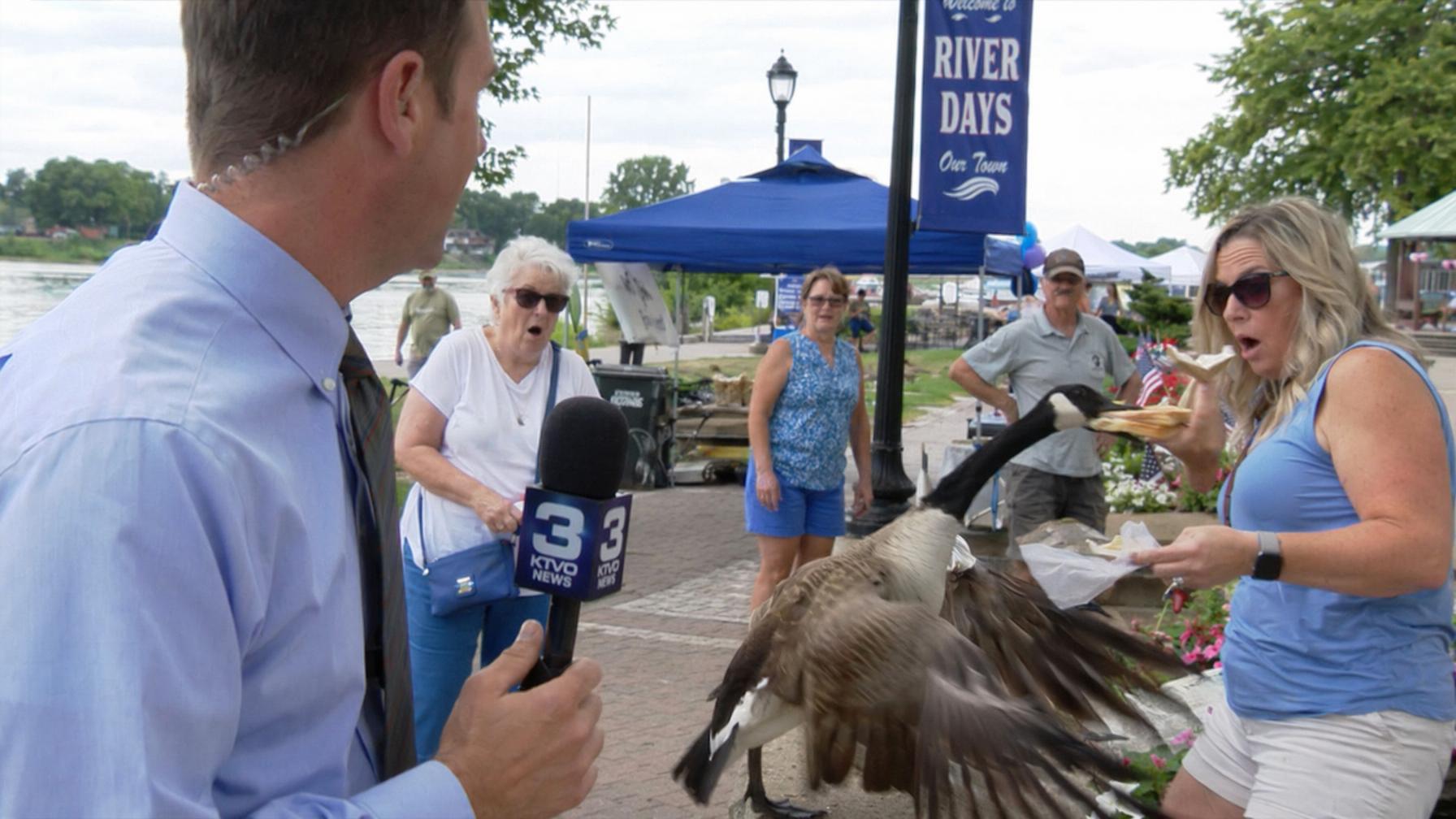 Local News Goose Heist