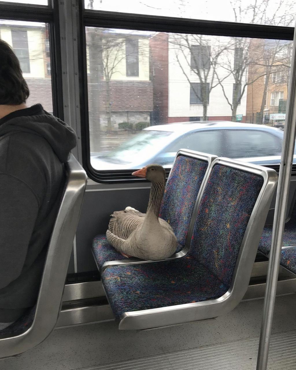 Goose On Bus Seat