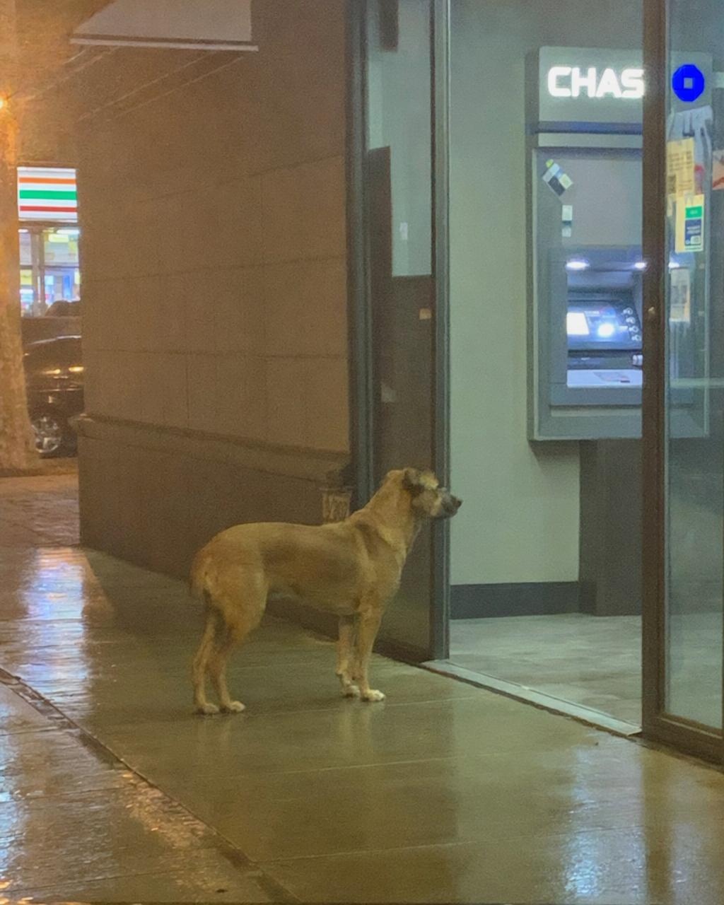Dog At Atm