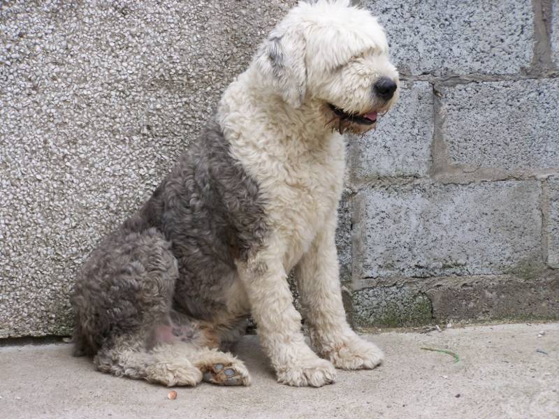 dog sitting against — free 3D model