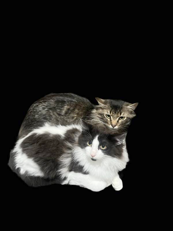 cat — free 3D model