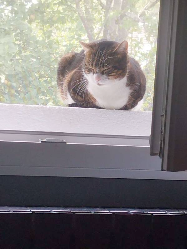 cat window sill — free 3D model