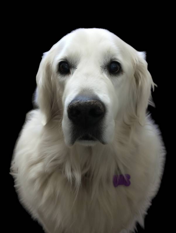 white dog — free 3D model