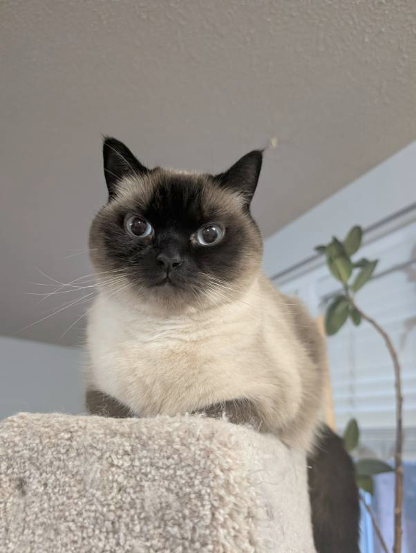cat tree — free 3D model