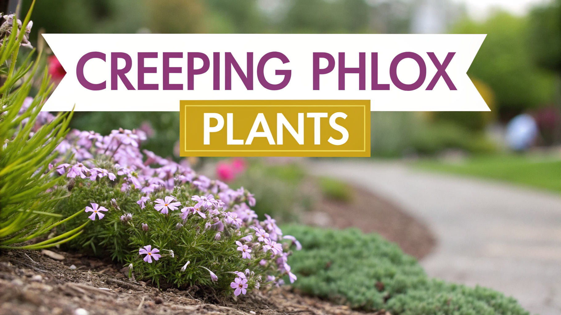 creeping phlox plants - image 1