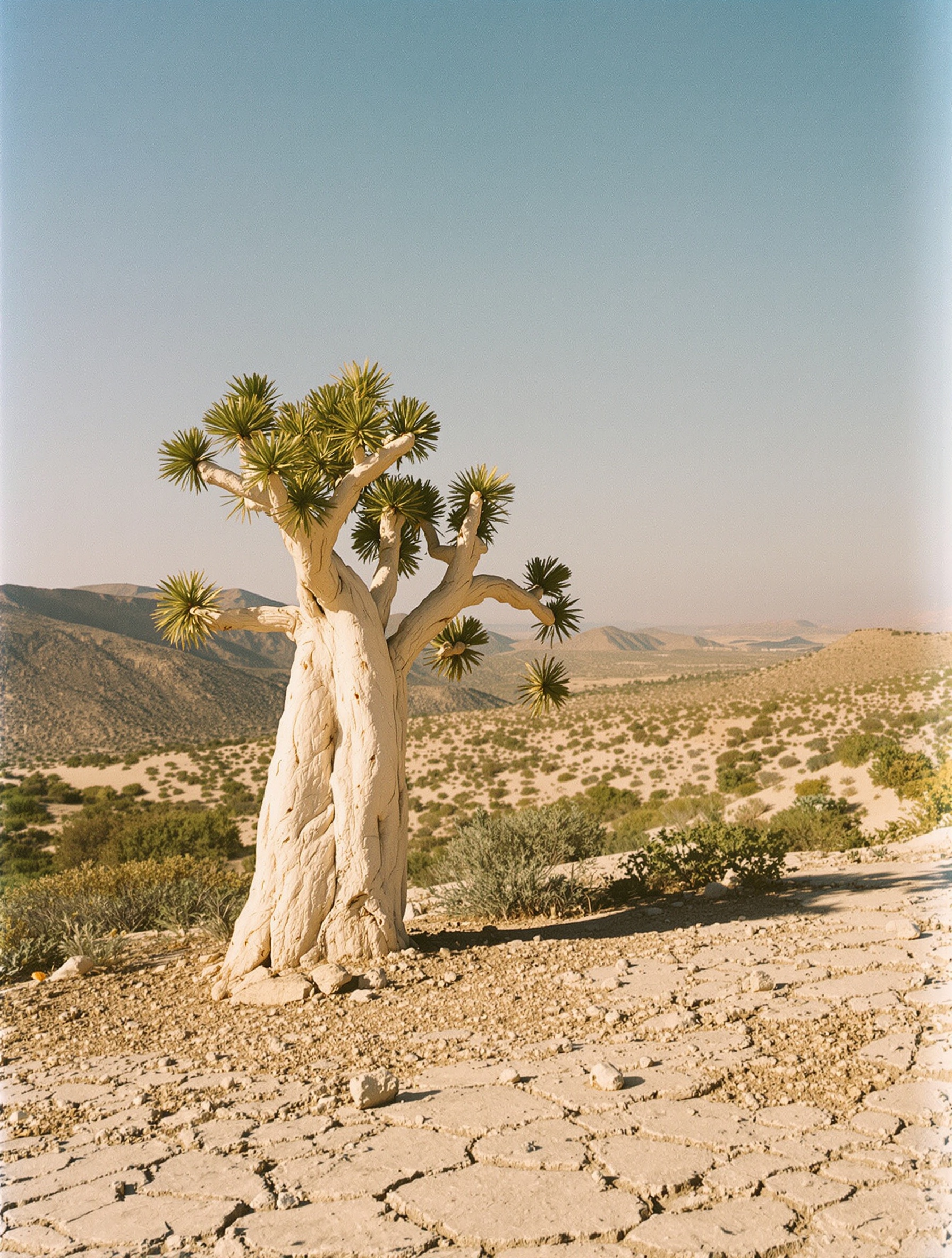 A lone frankincense tree on a stony Omani hillside photographed in raking late-afternoon light, resin beading on its fissured pale trunk against a hazy amber sky.
