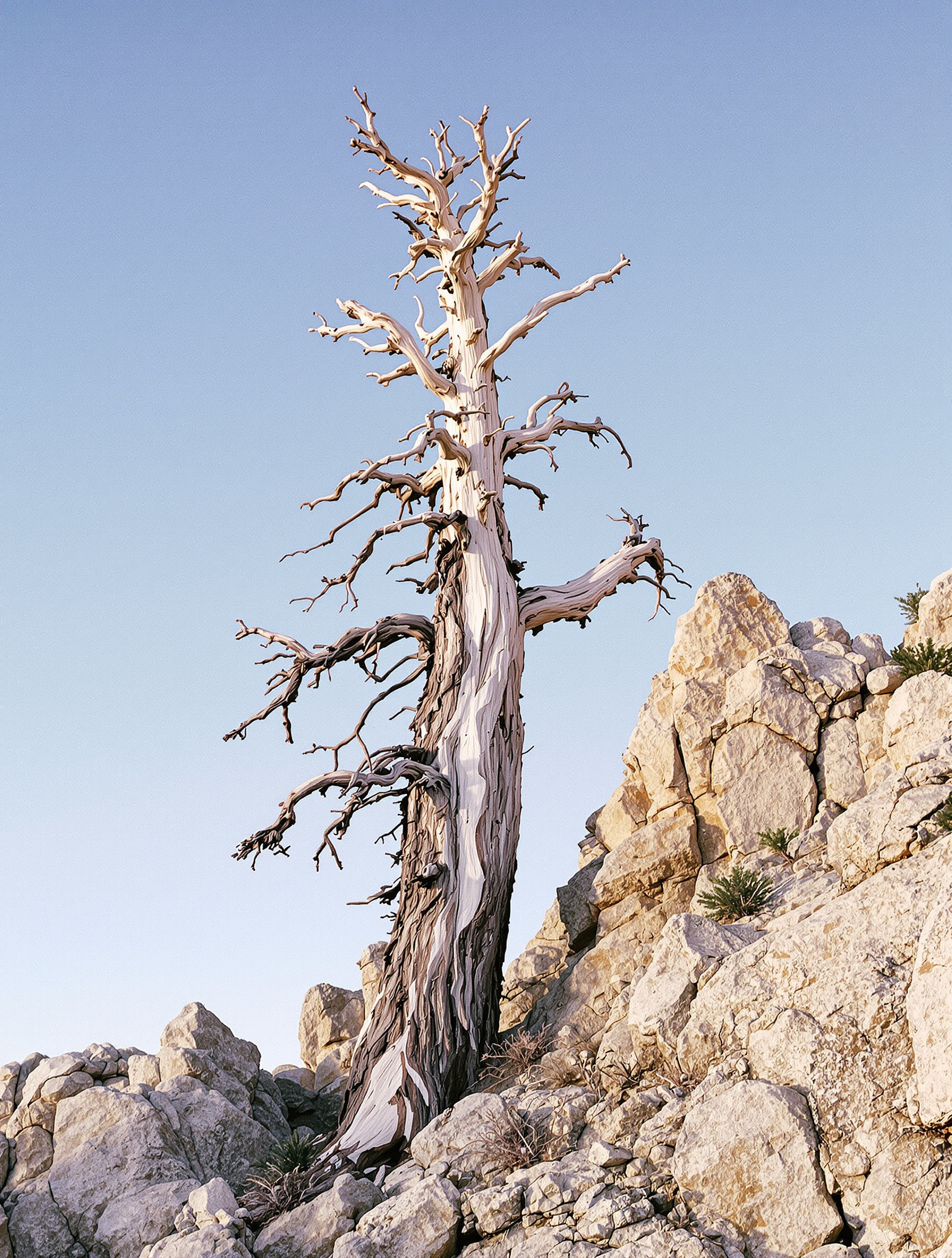 A lone ancient pine with a lightning-scarred resin-weeping trunk rises from fractured limestone against a cold pre-dawn sky, photographed on film with natural grain and genuine rocky texture.