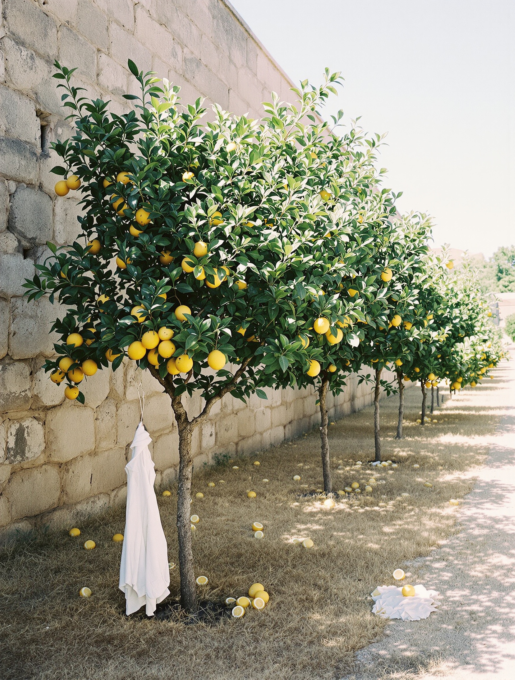 A medium-format film photograph of an uneven Sicilian lemon grove against a weathered limestone wall, a few fallen lemons scattered in dry grass and a white linen shirt draped over the stone.