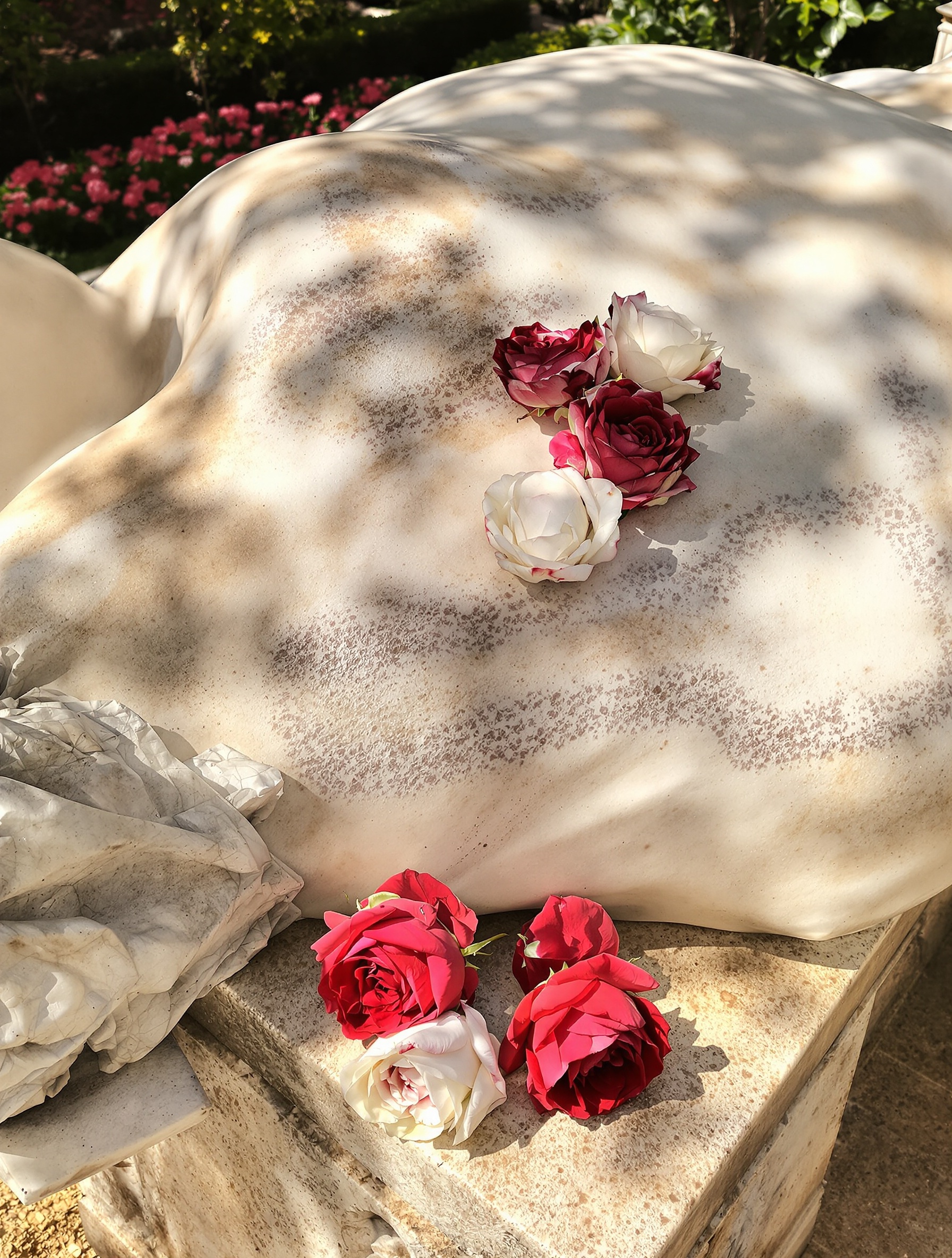 White roses edged in deep crimson resting across a sunlit marble statue in a Mediterranean garden, evoking Adonis Awakens by Argos.