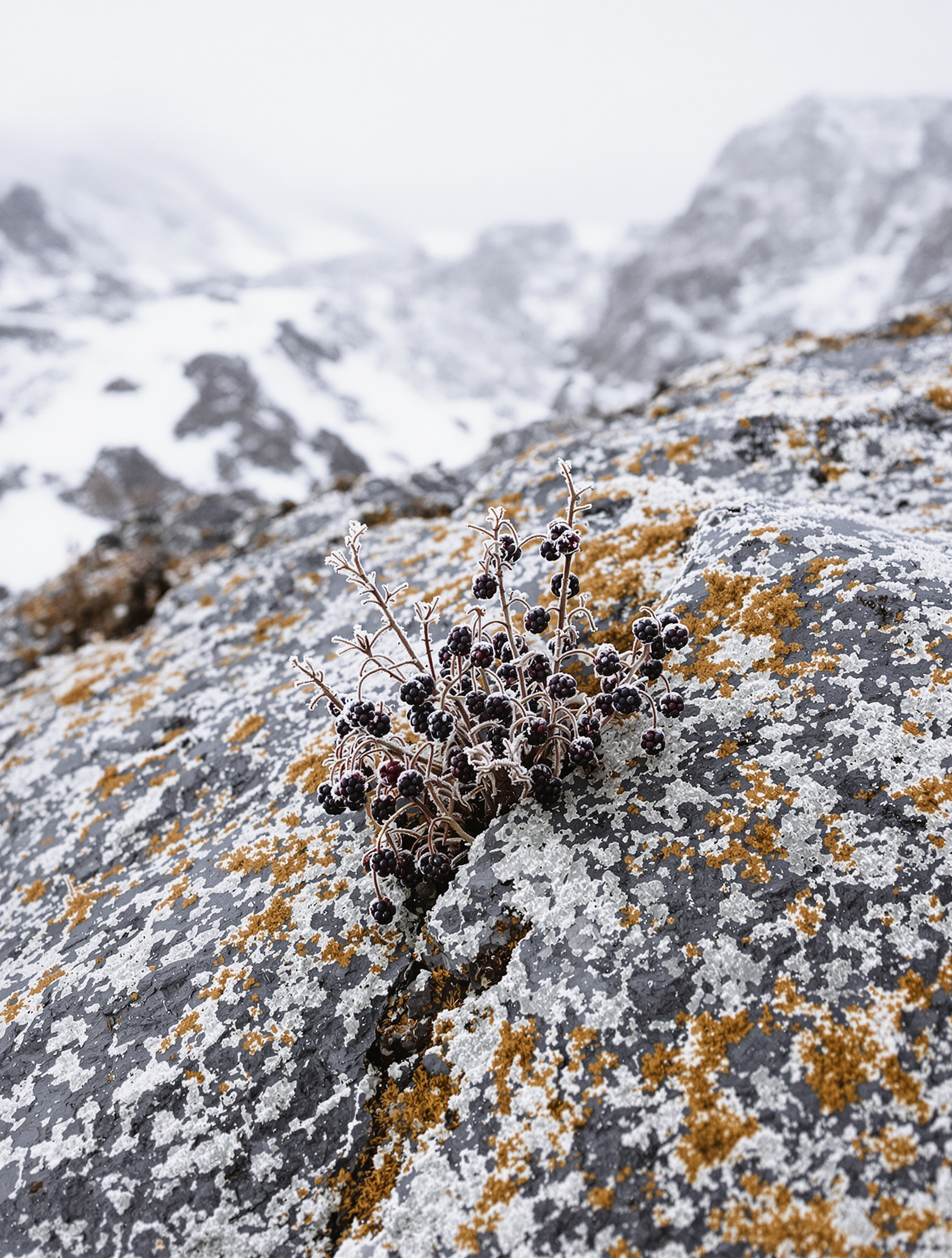 Frost-covered wild blackberries clinging to a lichen-crusted granite boulder on a wide grey alpine moraine under an overcast sky.