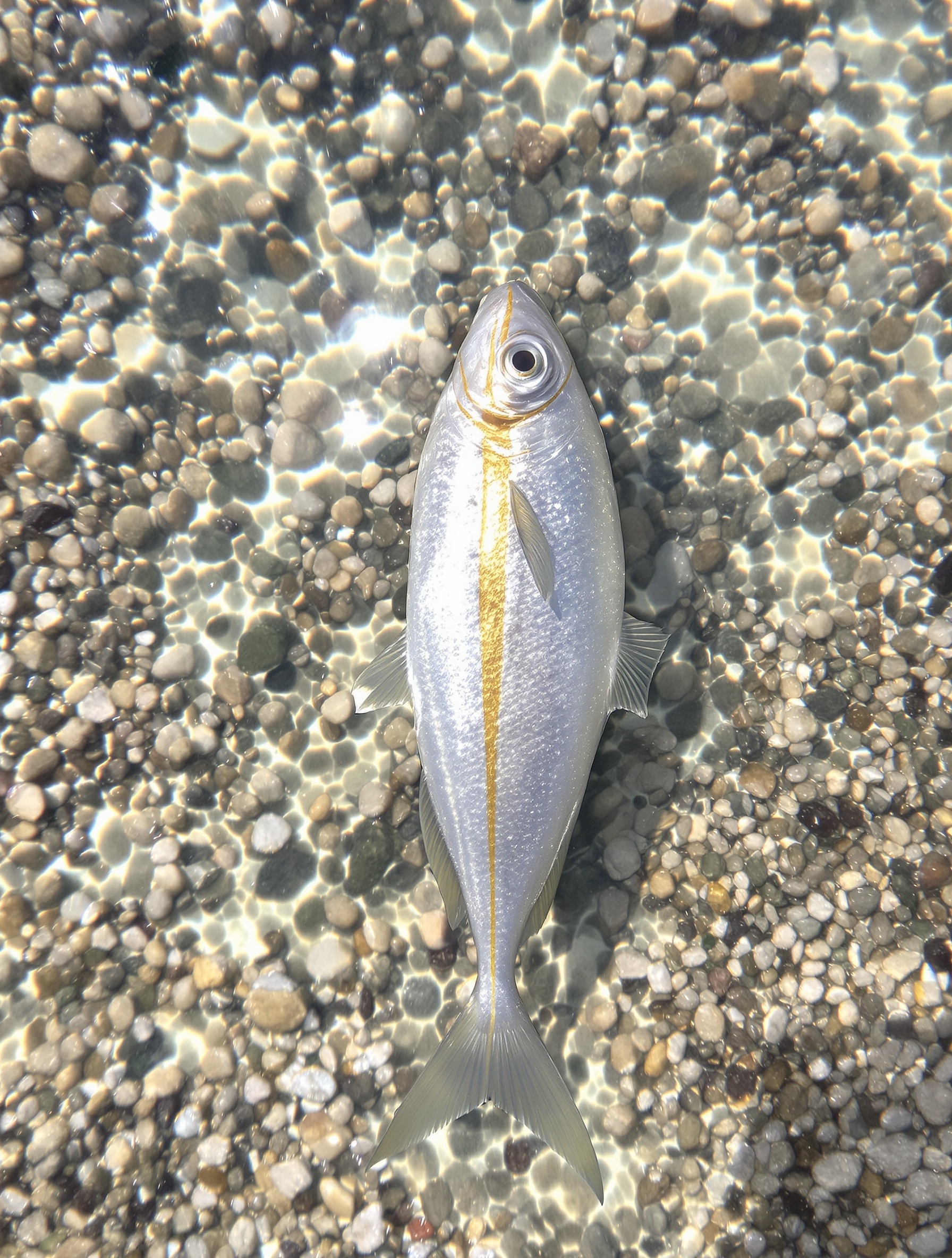 A sea bream hovers in shallow sunlit Mediterranean water, its iridescent gold orbital stripe burning like a stripe of hammered metal against silver scales and pale limestone gravel below.