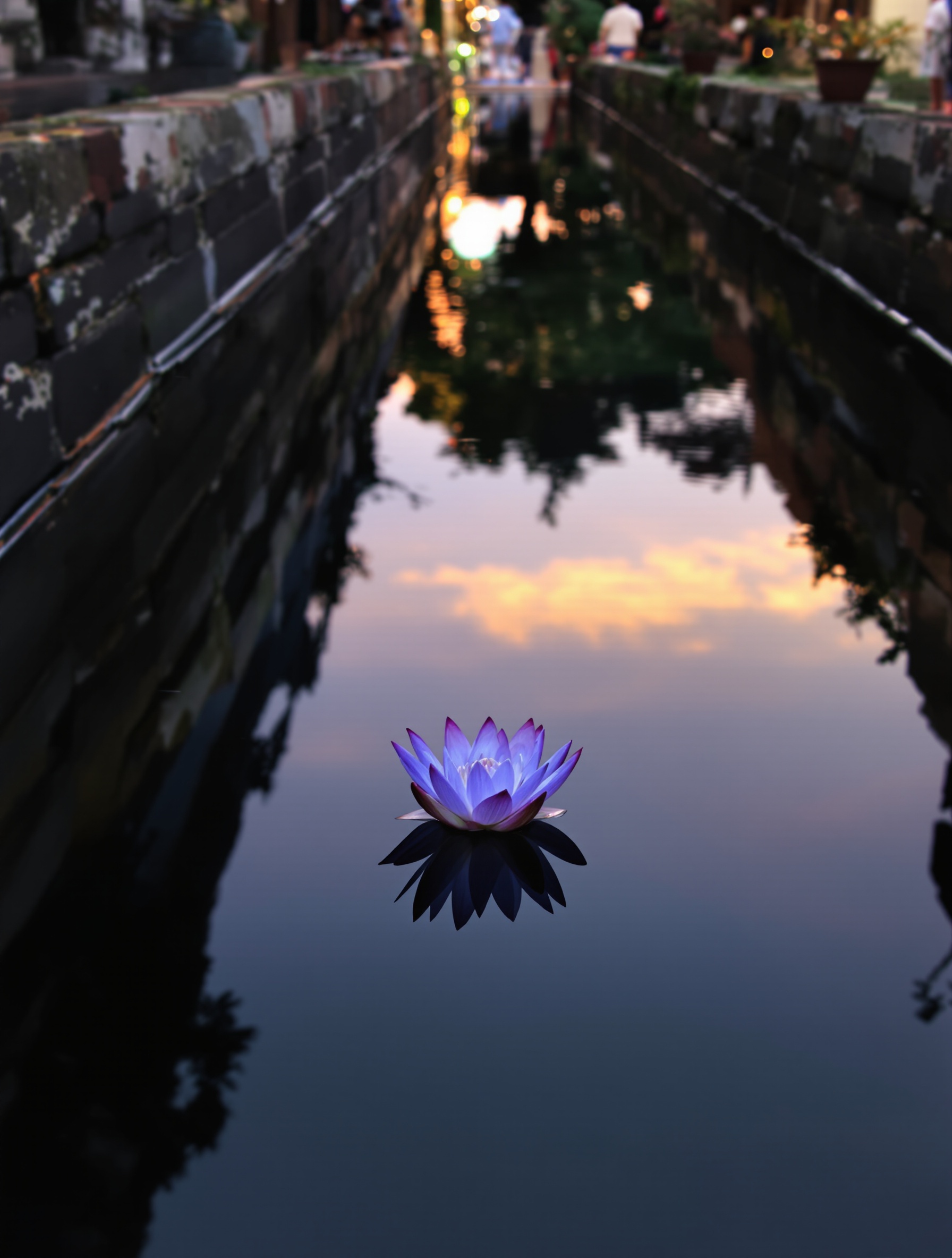 A single blue lotus floats perfectly still on a dark temple canal at dusk, its indigo petals glowing against water that mirrors a fading gold and blue sky.