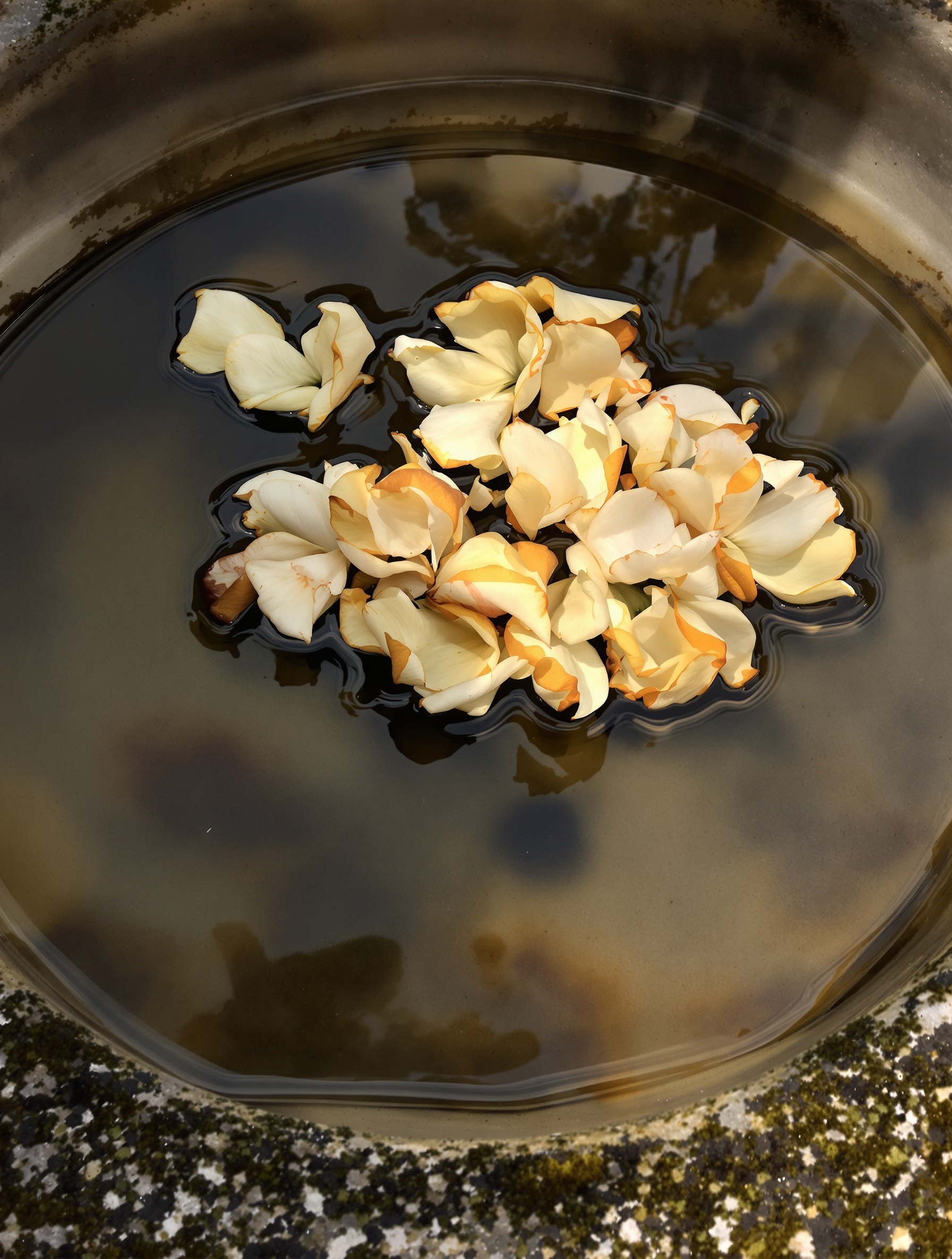 Overripe tuberose blossoms floating in a shallow stone basin of dark amber water, their petals beginning to brown at the edges in warm afternoon light.