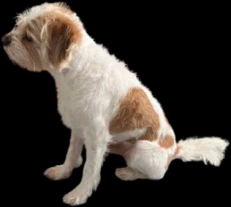 dog toy — free 3D model