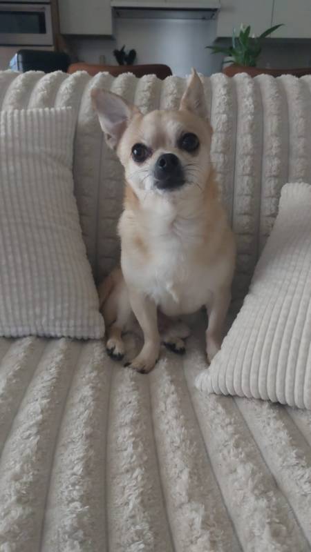 dog chihuahua — free 3D model