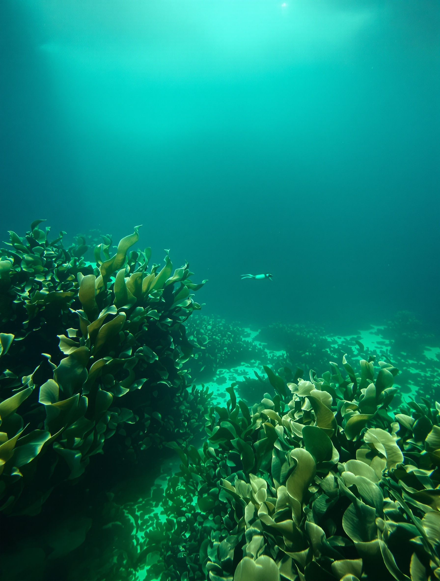 Underwater view of the Adriatic where shallow green coastal water bleeds into abyssal blue-black open sea, a distant silhouette above, evoking Megamare by Orto Parisi.