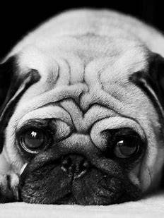 pug dog — free 3D model