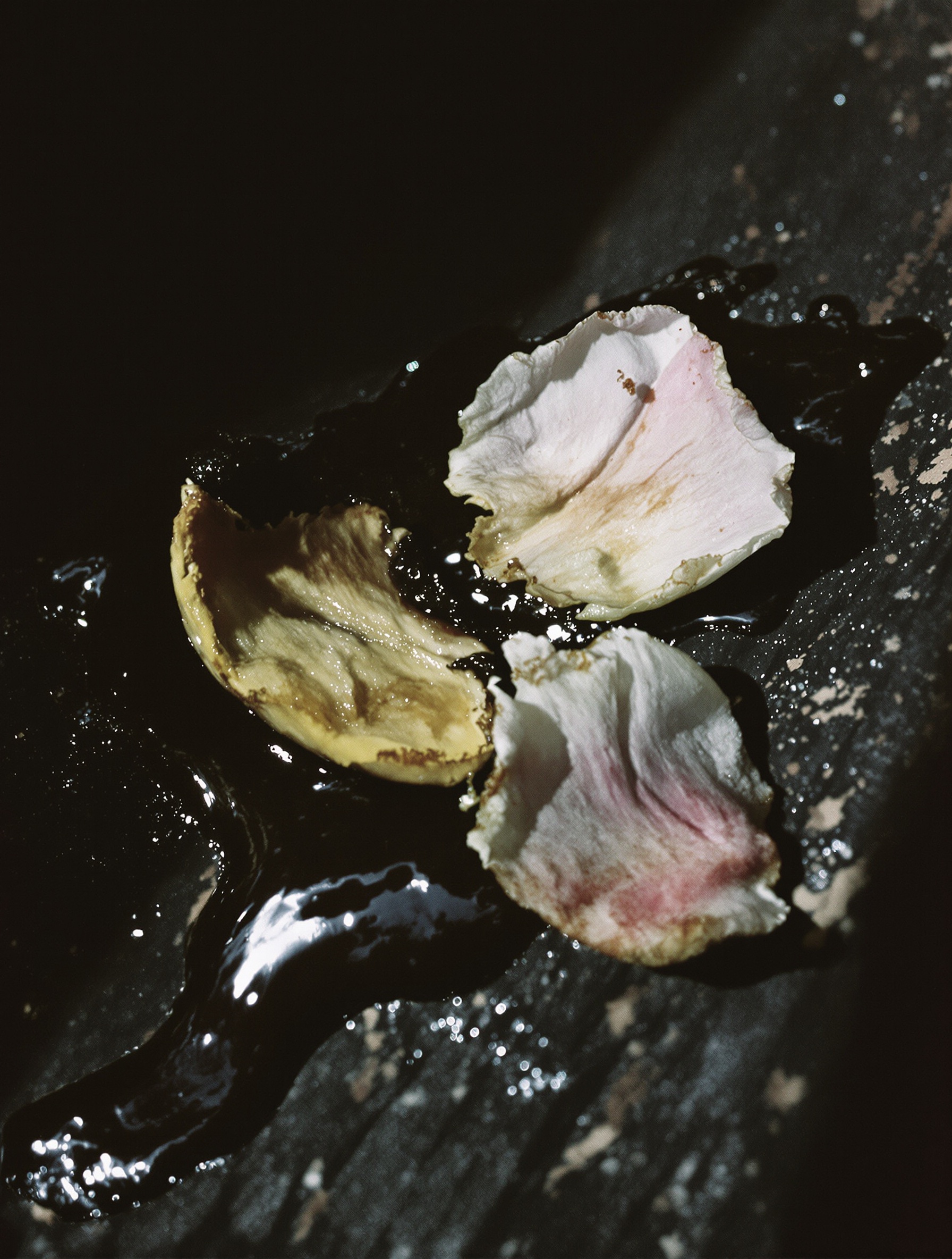 Foto makro dari polong kesturi yang retak, meneteskan resin gelap di atas kayu yang menghitam, dengan kelopak sedap malam yang lebam tertekan di atasnya dalam bayangan yang dalam.