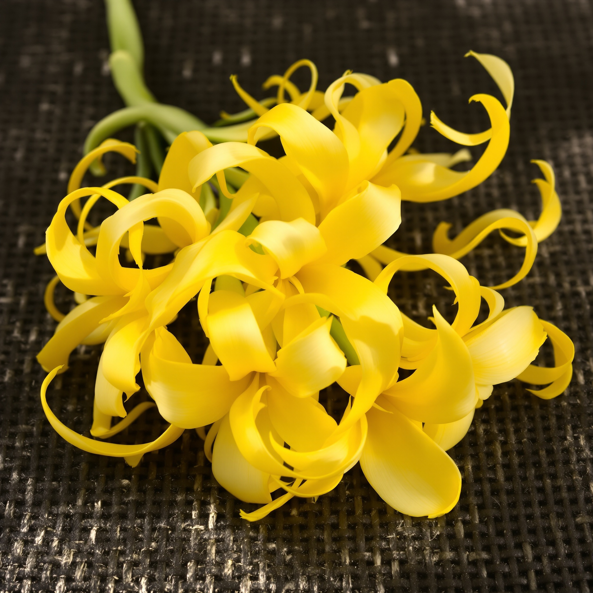 Lysylang
