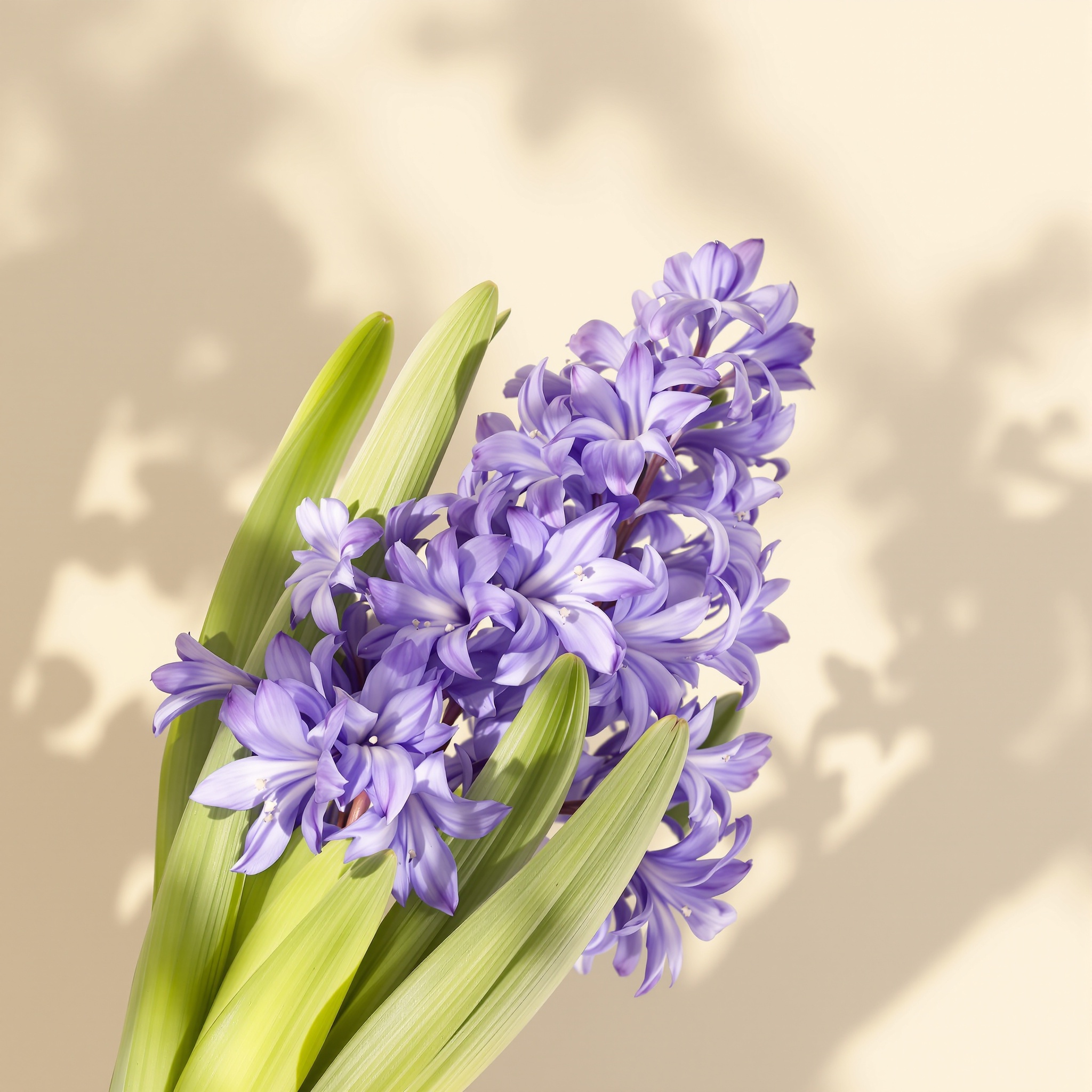 Hyacinth
