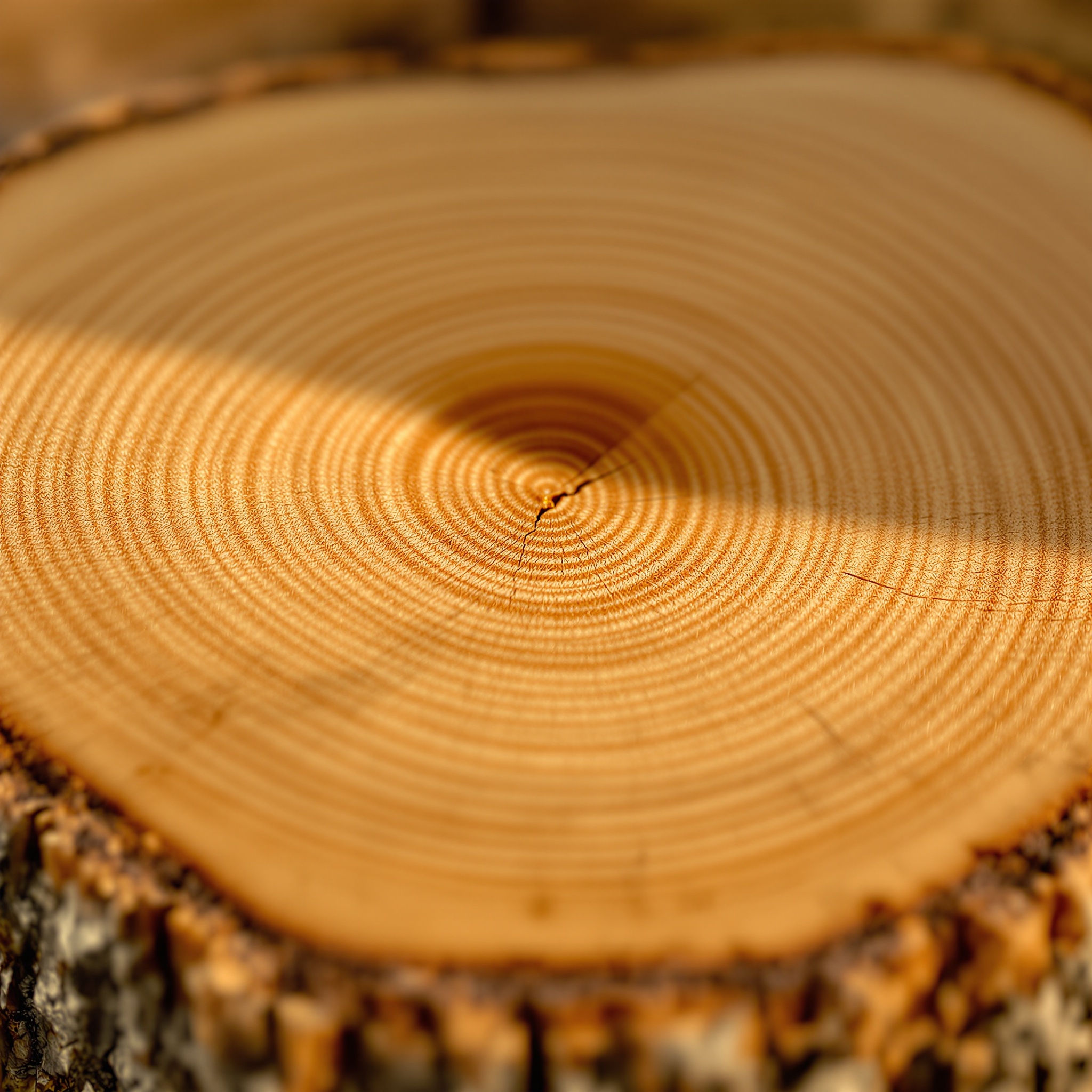 Woodsy Notes