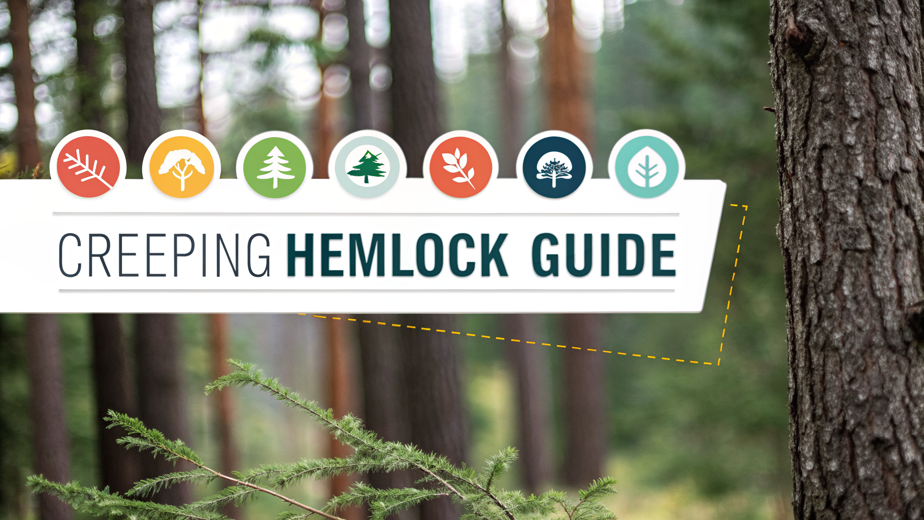 Professional infographic explaining creeping hemlock guide