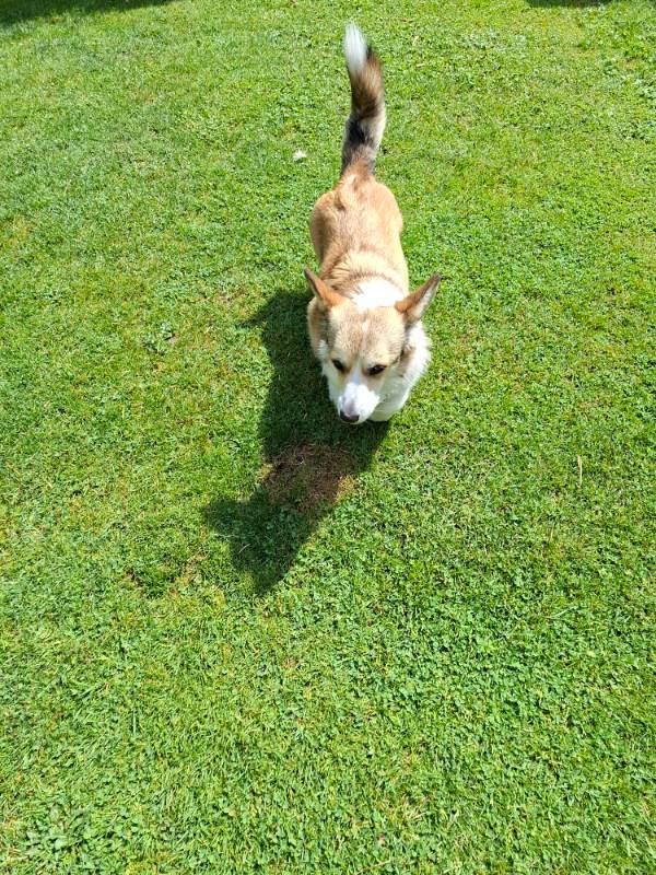 dog on grass — free 3D model
